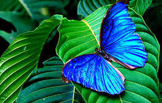 синяя бабочка - бабочки - оригинал