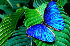 Оригинал схемы вышивки «синяя бабочка» (№668243)