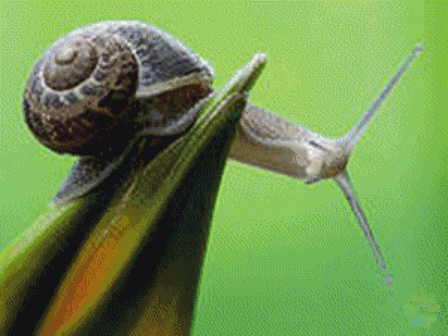 улитка - улитка - предпросмотр