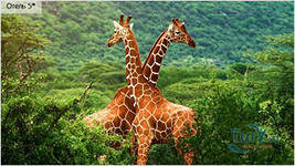 жирафы - животные - оригинал