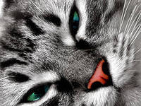 котик - кошки, животные - оригинал