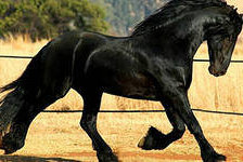 Схема вышивки «черная лошадь»