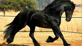 черная лошадь - лошади - оригинал