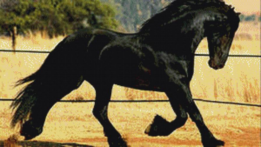 черная лошадь - лошади - предпросмотр