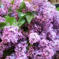 Схема вышивки «№668345»