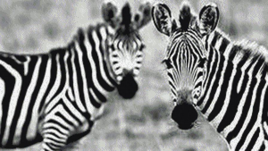 зебры - животные - предпросмотр