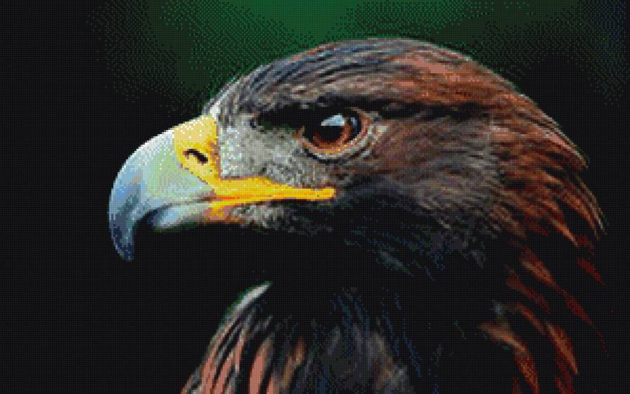 орел - птицы - предпросмотр
