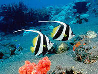 на глубине - морское - оригинал