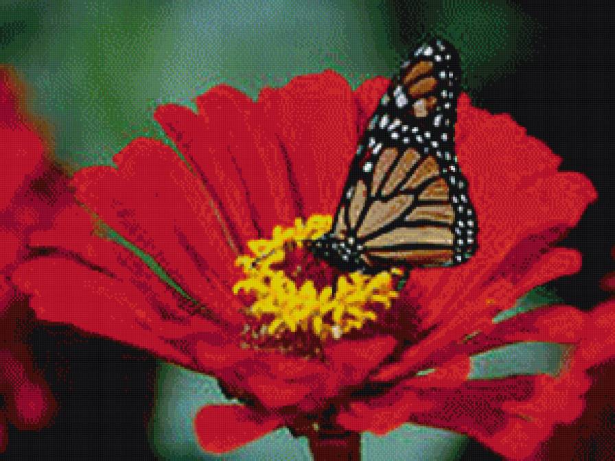 бабочка - бабочки, природа - предпросмотр