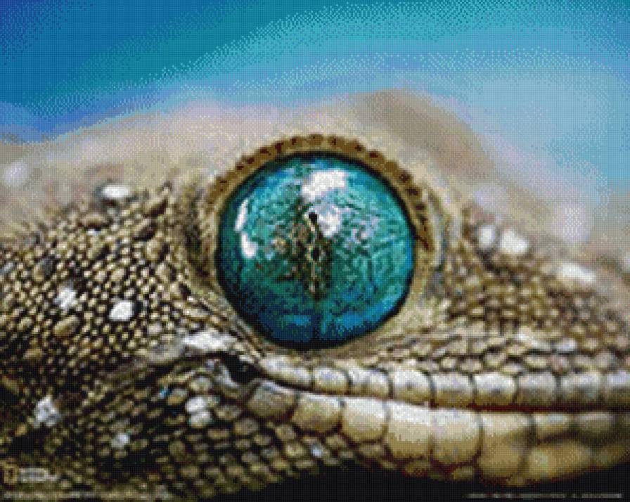 ящерица - животные - предпросмотр