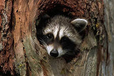 енот - животные - оригинал