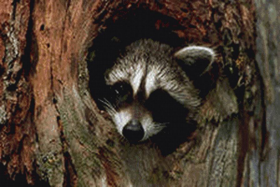 енот - животные - предпросмотр