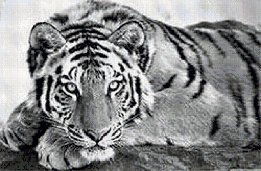 №668543 - кошки - предпросмотр