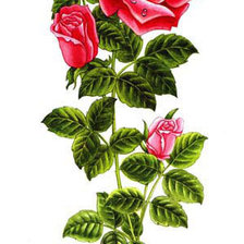 Оригинал схемы вышивки «Серия "Цветы": Красные розы» (№668981)