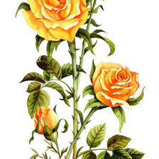 Схема вышивки «Серия "Цветы": Жёлтые розы»