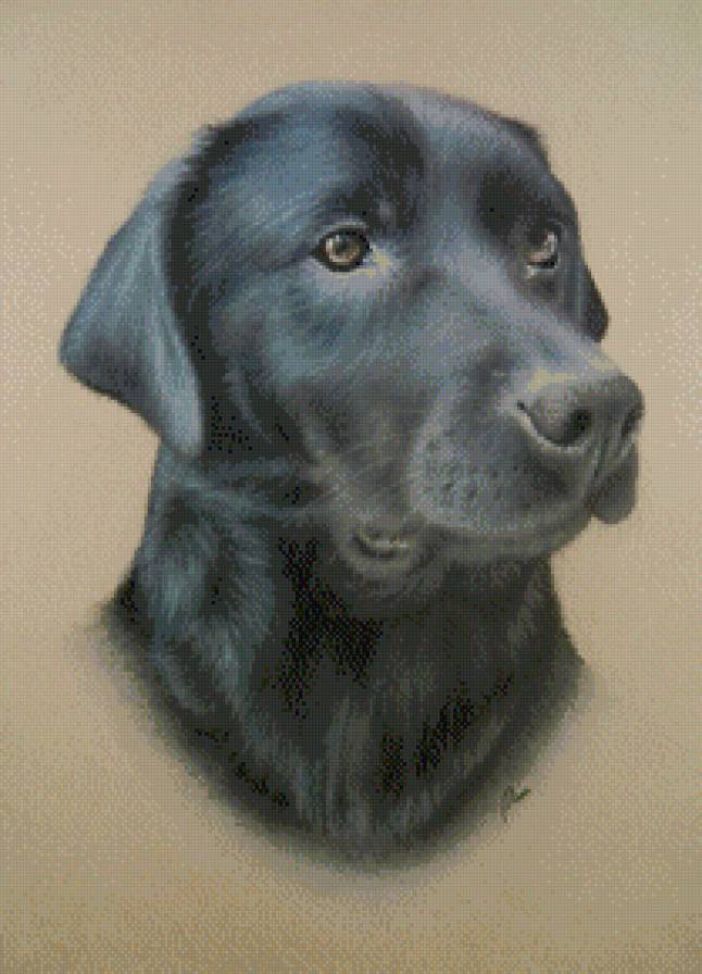 пес - животные, собака, пес - предпросмотр