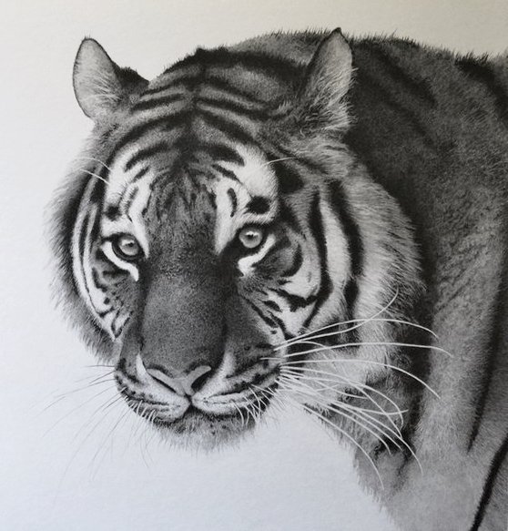 тигр - тигр - оригинал