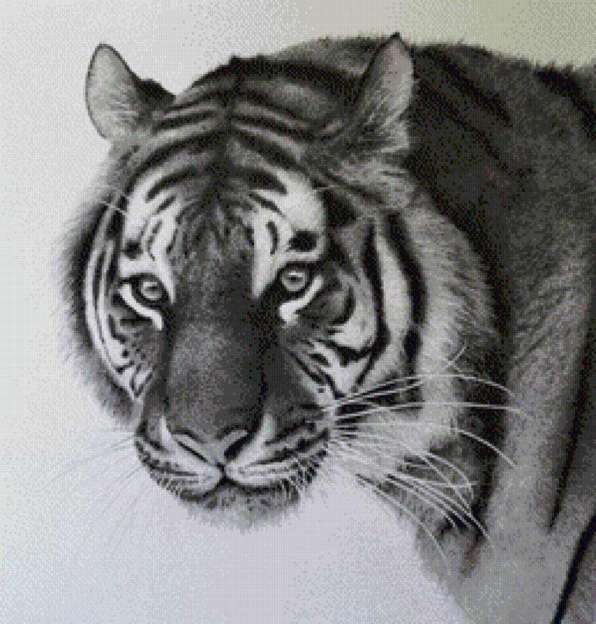 тигр - тигр - предпросмотр