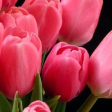 Оригинал схемы вышивки «розовые тюльпаны» (№669115)