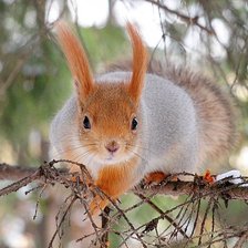 Схема вышивки «белочка»