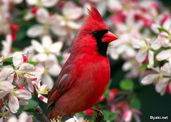 птичка - оригинал