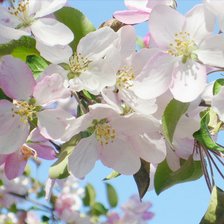 Схема вышивки «цвет вишни»