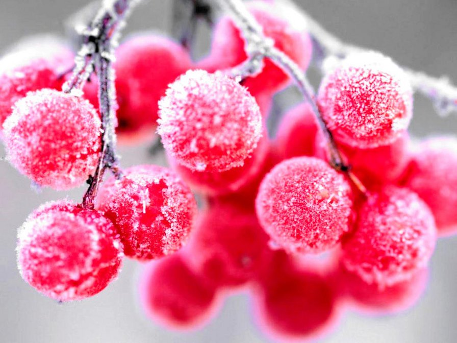 рябина - ягода - оригинал