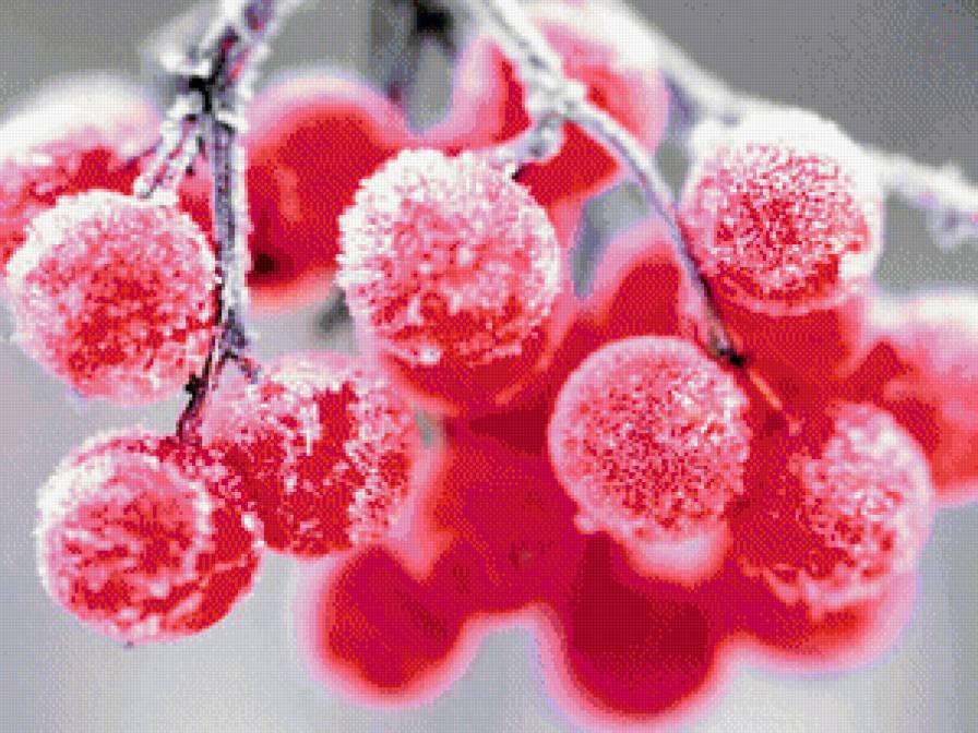 рябина - ягода - предпросмотр