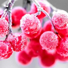 Схема вышивки «рябина»