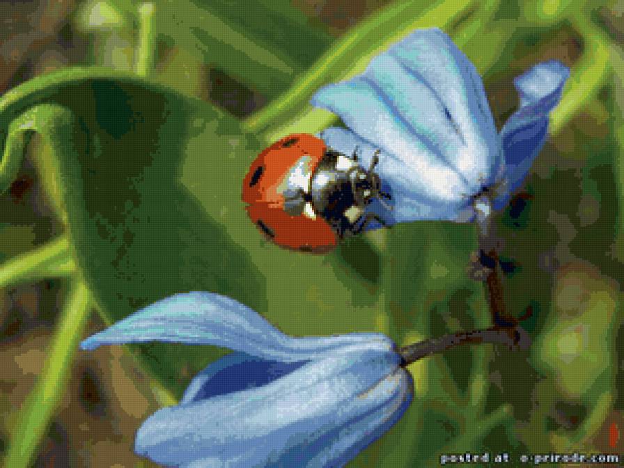 божья коровка - природа - предпросмотр