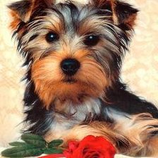 Схема вышивки «Собака с розой»
