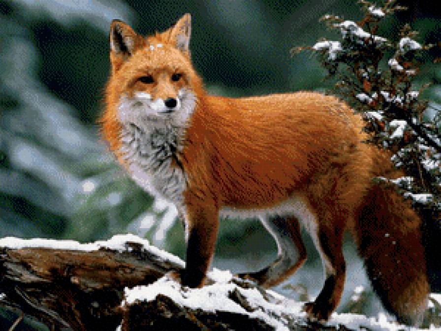 Лиса - предпросмотр