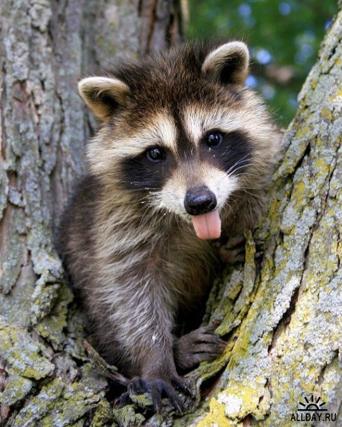 енот - оригинал