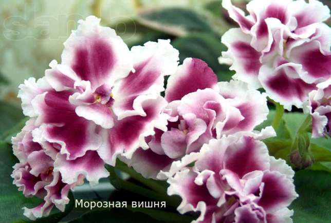 фиалка - цветы - оригинал