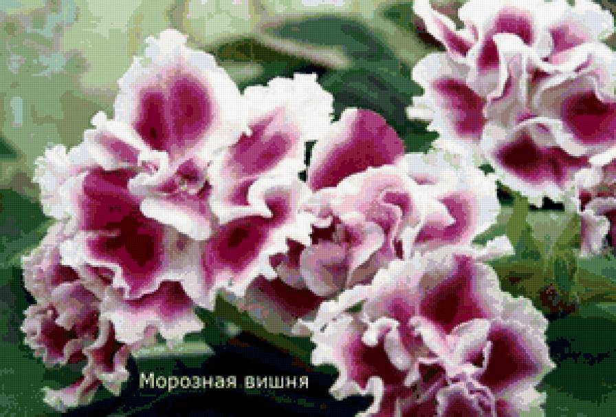 фиалка - цветы - предпросмотр