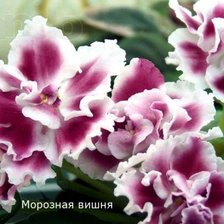 Схема вышивки «фиалка»