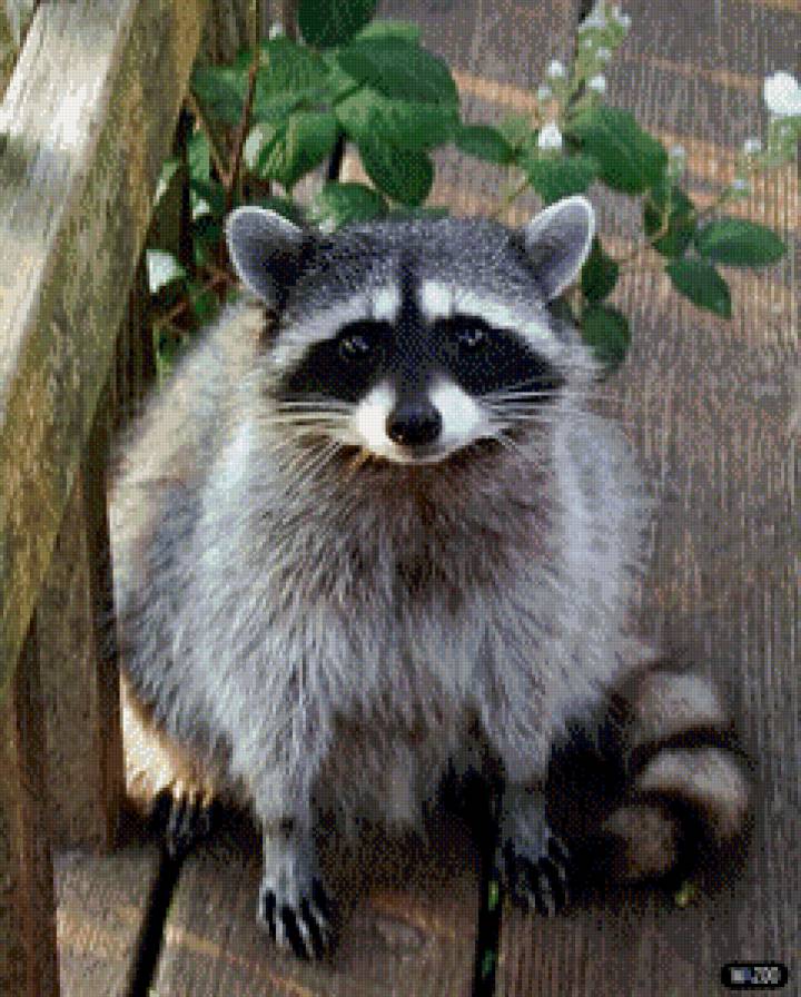 енот - предпросмотр