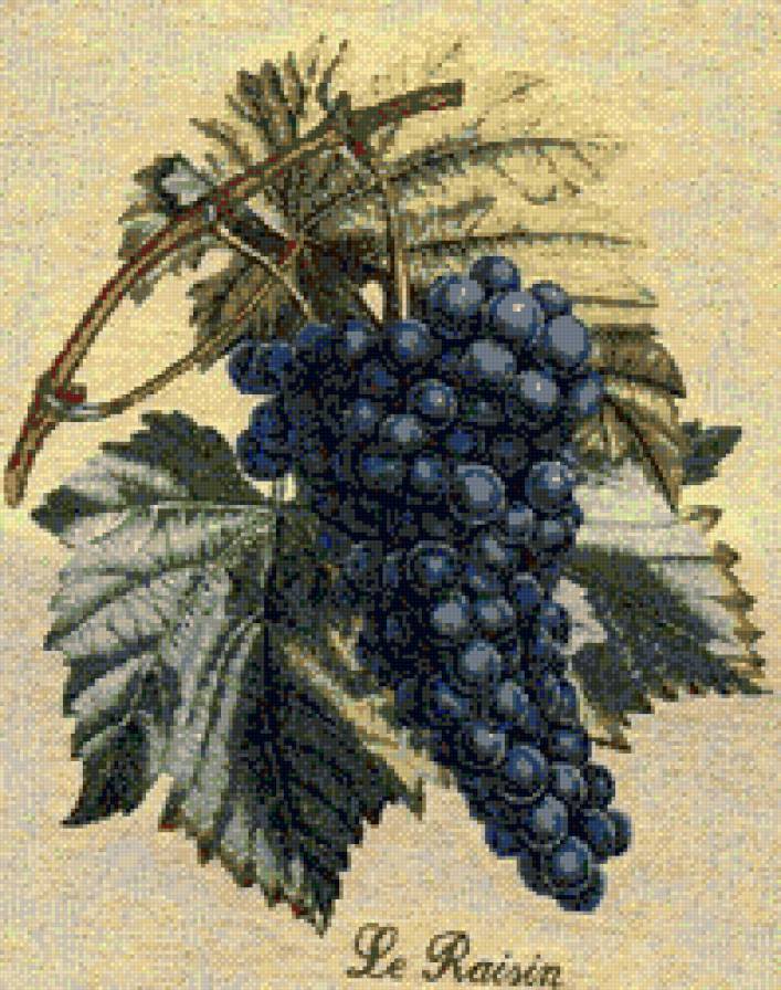 старая картинка - картина, виноград, пано - предпросмотр