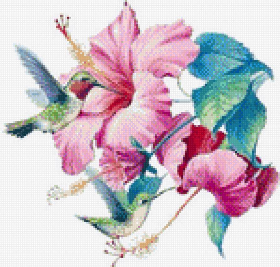 Колибри - птицы - предпросмотр