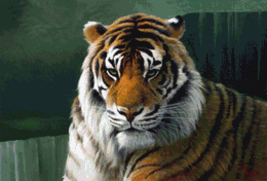 Красавец тигр - животные, тигры - предпросмотр