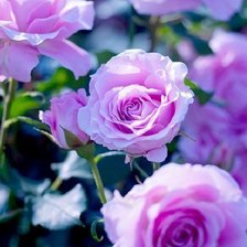 Схема вышивки «Розы»