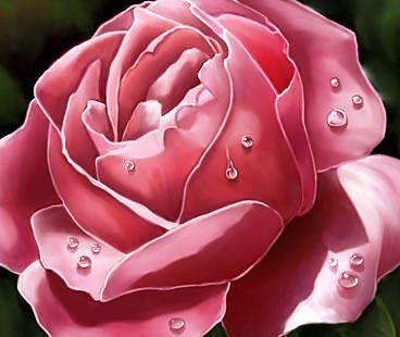 Роза - цветок, розы, цветы - оригинал