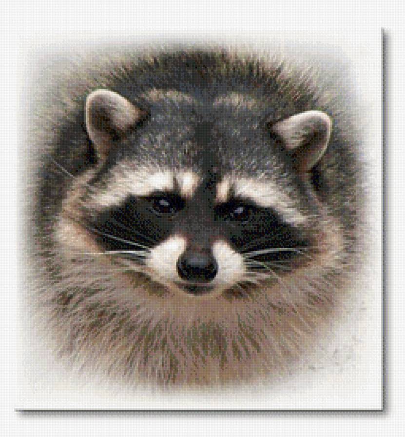 Енот - животное, енот, природа - предпросмотр