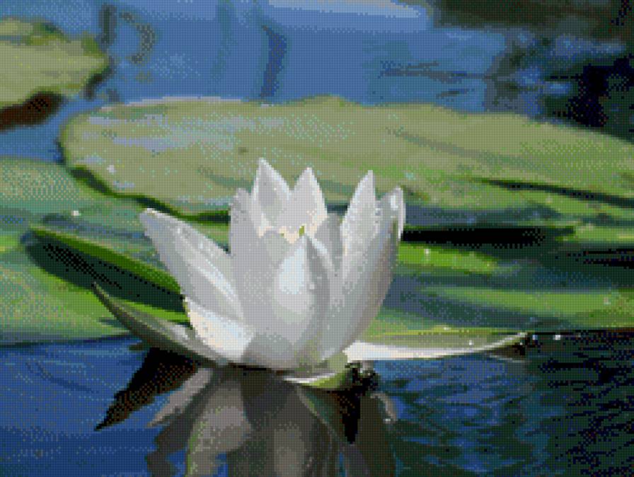 Белая нежность - предпросмотр