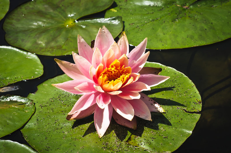 Розовая нежность - оригинал