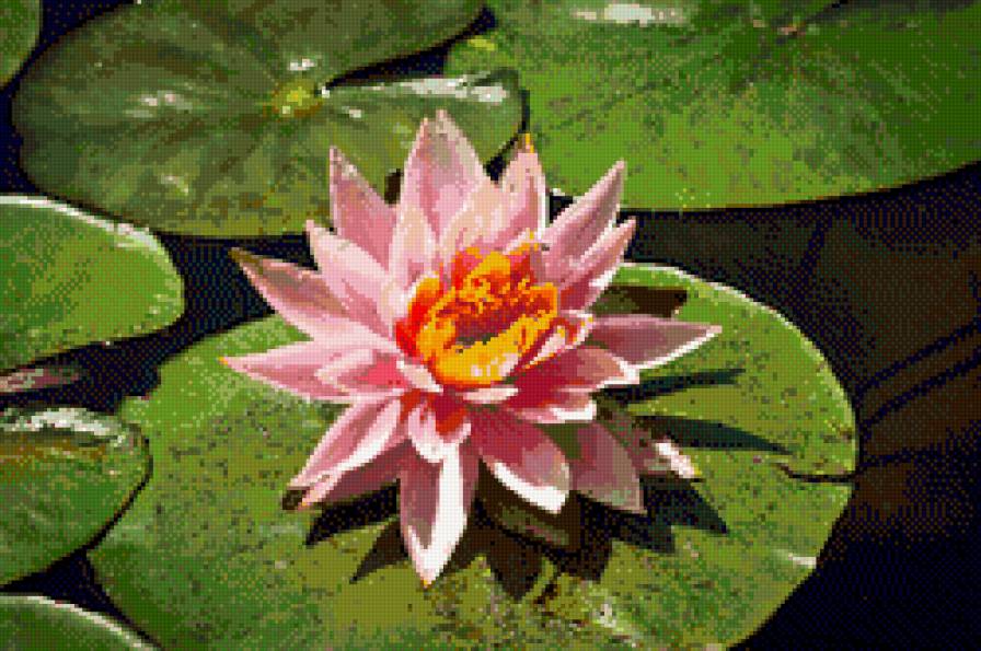 Розовая нежность - предпросмотр