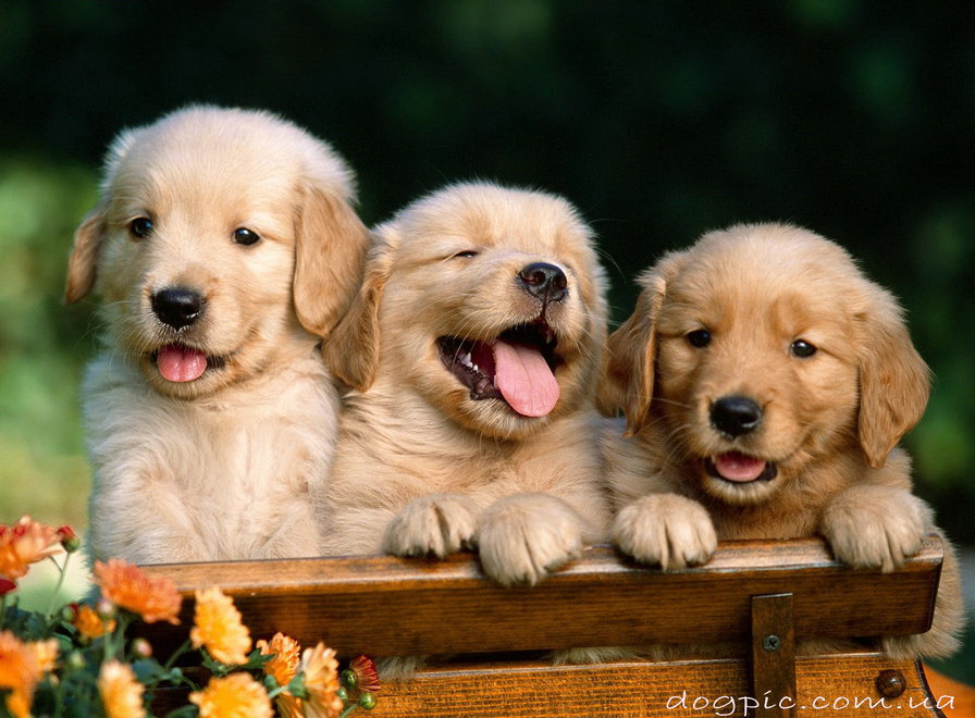 щенки - природа, собака, животные, щенок - оригинал