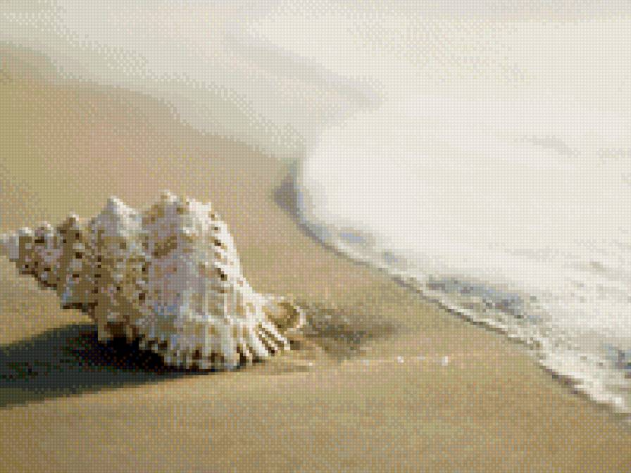 ракушка - море - предпросмотр