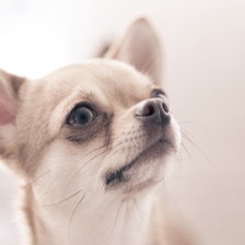 Схема вышивки «Чихуа-хуа»