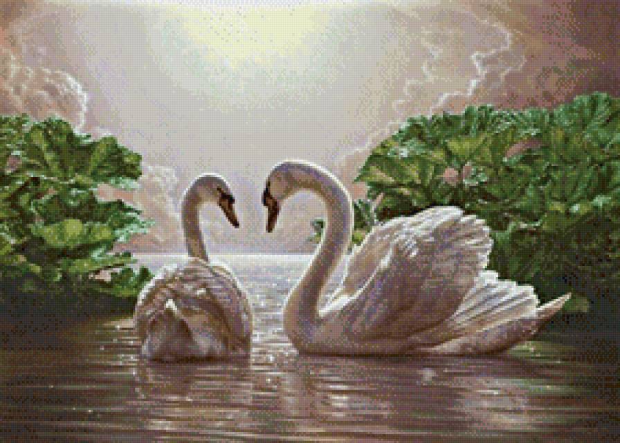 Лебеди - любовь, пара, птицы, верность - предпросмотр